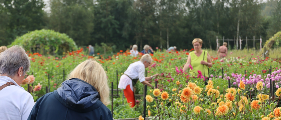 Floralia heeft de knollen op